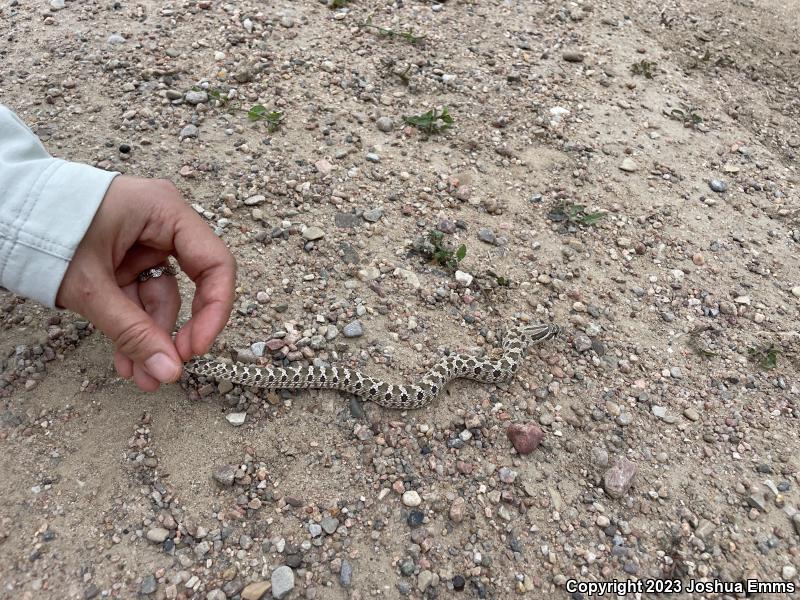 Plains Hog-nosed Snake (Heterodon nasicus)