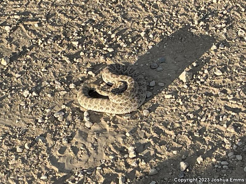 Prairie Rattlesnake (Crotalus viridis)