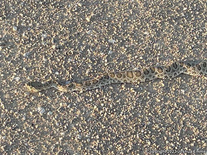 Prairie Rattlesnake (Crotalus viridis)