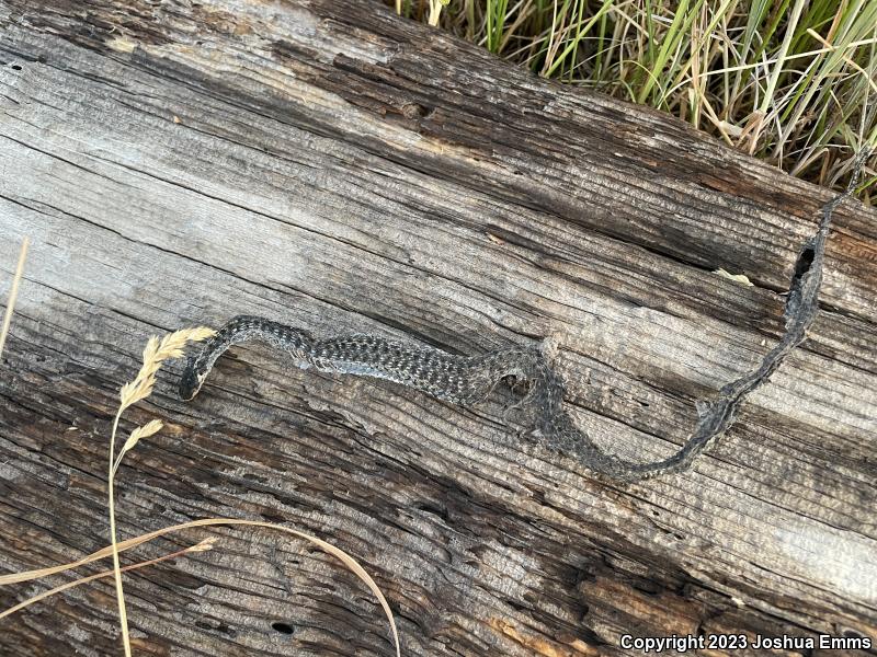 Wandering Gartersnake (Thamnophis elegans vagrans)