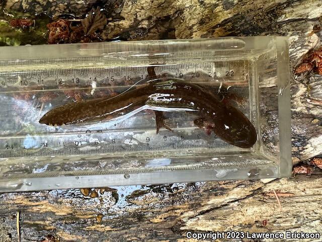 California Giant Salamander (Dicamptodon ensatus)