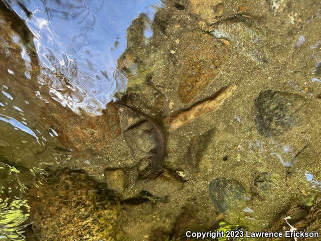 California Giant Salamander (Dicamptodon ensatus)