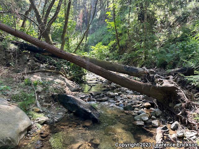 California Giant Salamander (Dicamptodon ensatus)