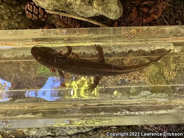 California Giant Salamander (Dicamptodon ensatus)