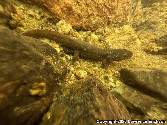 California Giant Salamander (Dicamptodon ensatus)