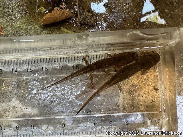 California Giant Salamander (Dicamptodon ensatus)