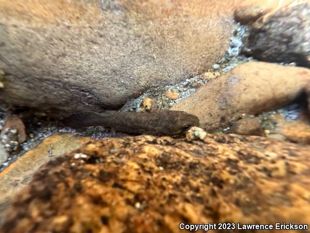 California Giant Salamander (Dicamptodon ensatus)