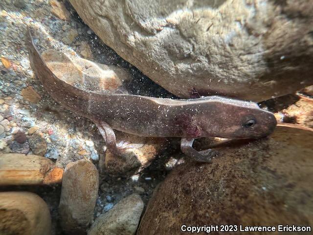 California Giant Salamander (Dicamptodon ensatus)