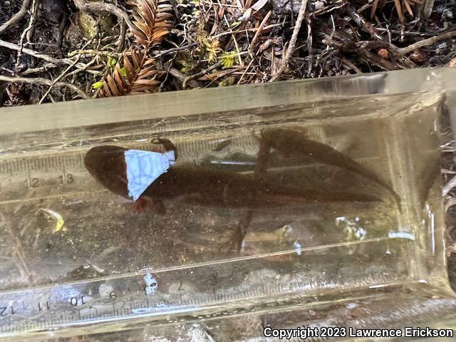 California Giant Salamander (Dicamptodon ensatus)