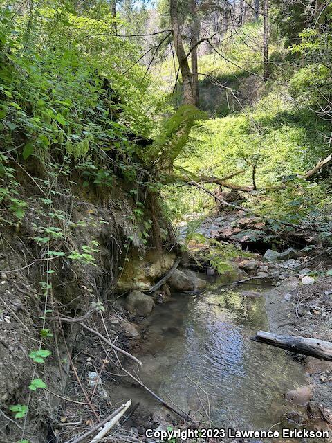 California Giant Salamander (Dicamptodon ensatus)