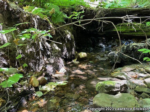 California Giant Salamander (Dicamptodon ensatus)