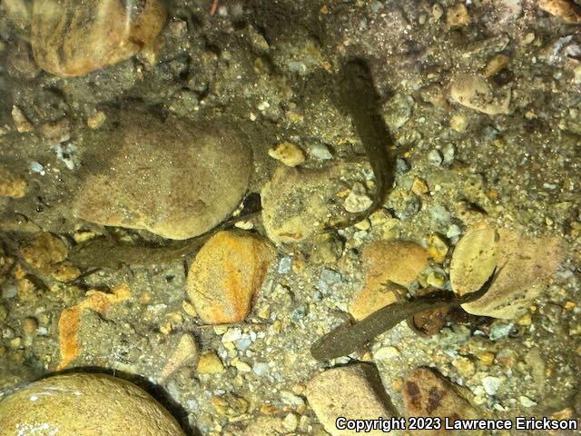 California Giant Salamander (Dicamptodon ensatus)