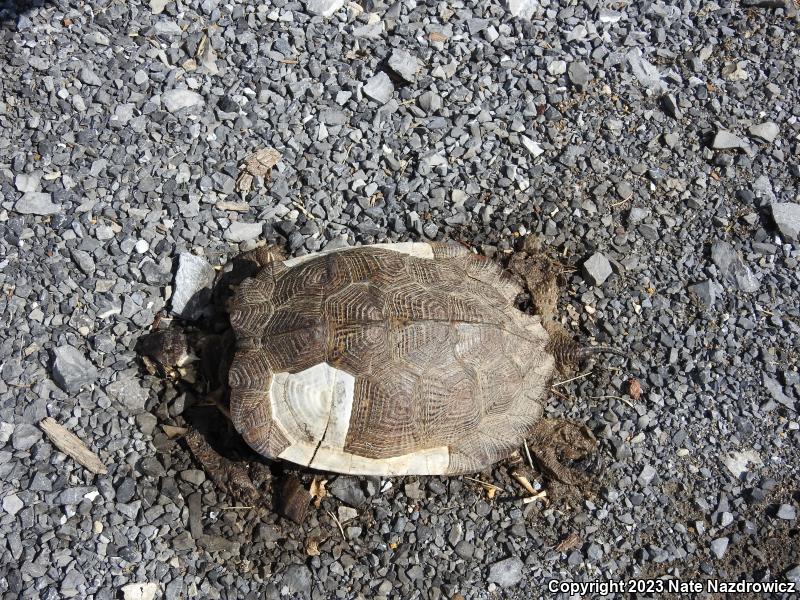 Wood Turtle (Glyptemys insculpta)