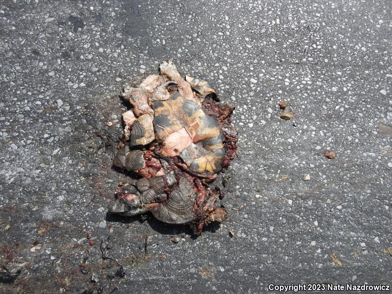 Wood Turtle (Glyptemys insculpta)