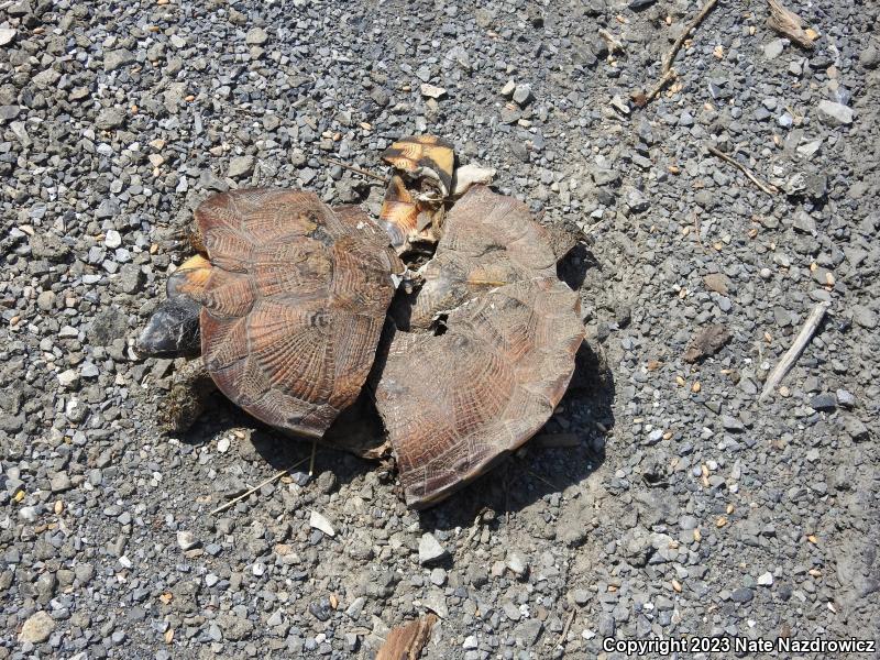 Wood Turtle (Glyptemys insculpta)