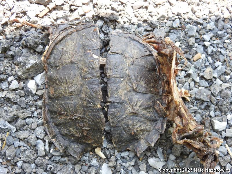 Snapping Turtle (Chelydra serpentina)