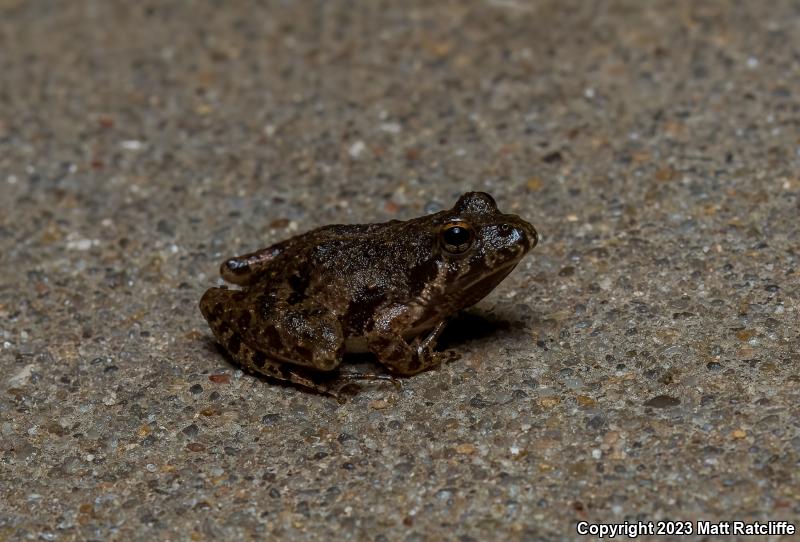 Northern Cricket Frog (Acris crepitans)