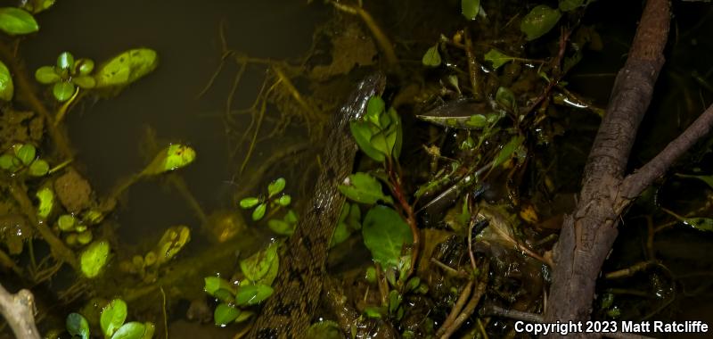 Diamond-backed Watersnake (Nerodia rhombifer)