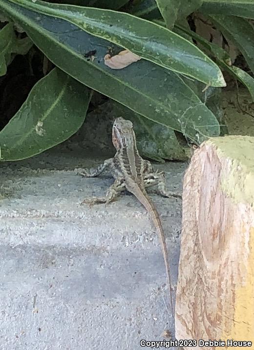 Northern Sagebrush Lizard (Sceloporus graciosus graciosus)