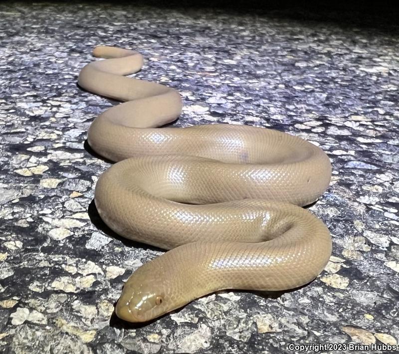 Northern Rubber Boa (Charina bottae)