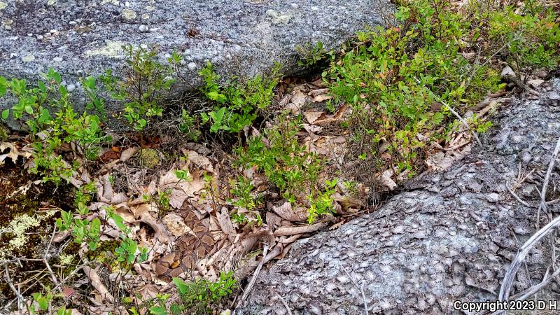 Northern  Copperhead (Agkistrodon contortrix mokasen)