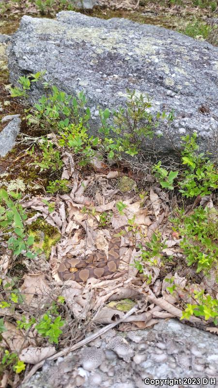 Northern  Copperhead (Agkistrodon contortrix mokasen)