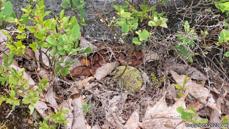 Northern  Copperhead (Agkistrodon contortrix mokasen)