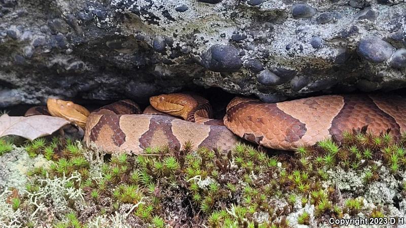 Northern  Copperhead (Agkistrodon contortrix mokasen)