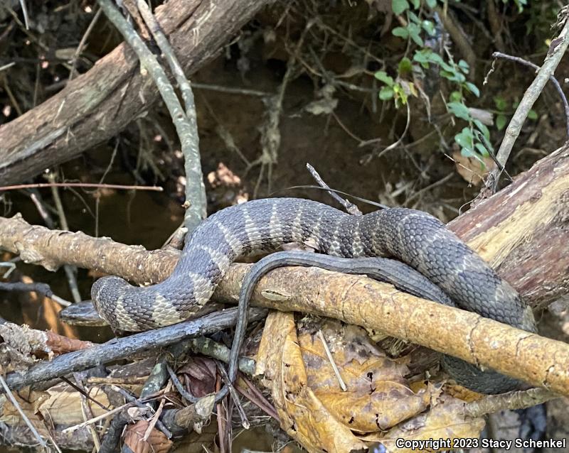 Northern Watersnake (Nerodia sipedon sipedon)