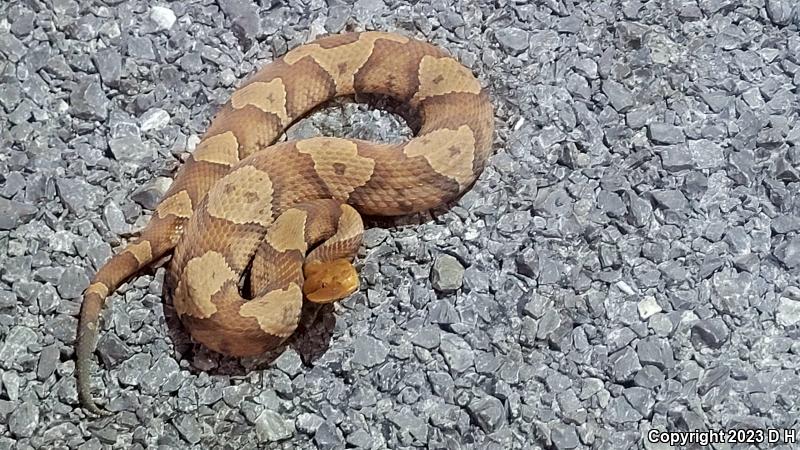 Northern  Copperhead (Agkistrodon contortrix mokasen)