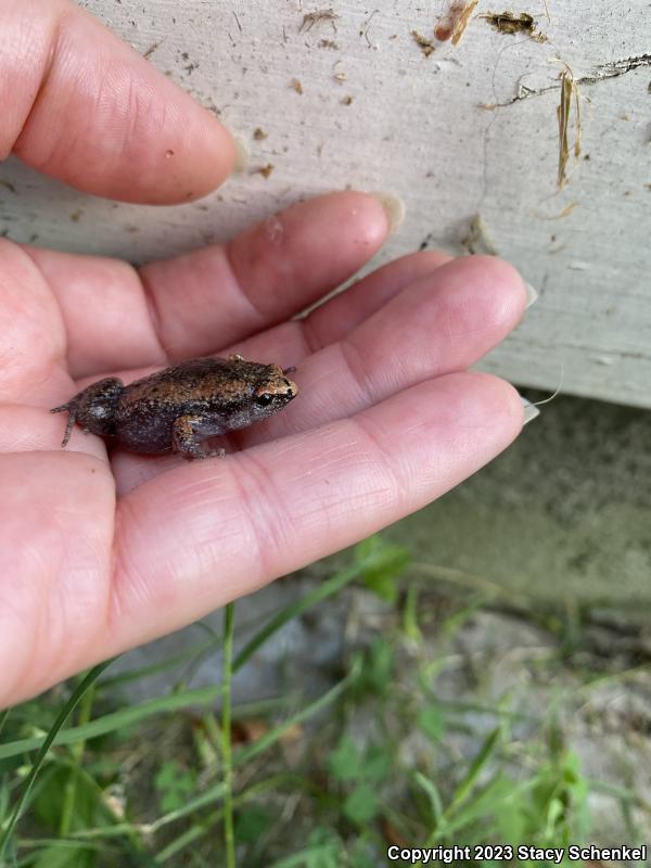 Eastern Narrow-mouthed Toad (Gastrophryne carolinensis)