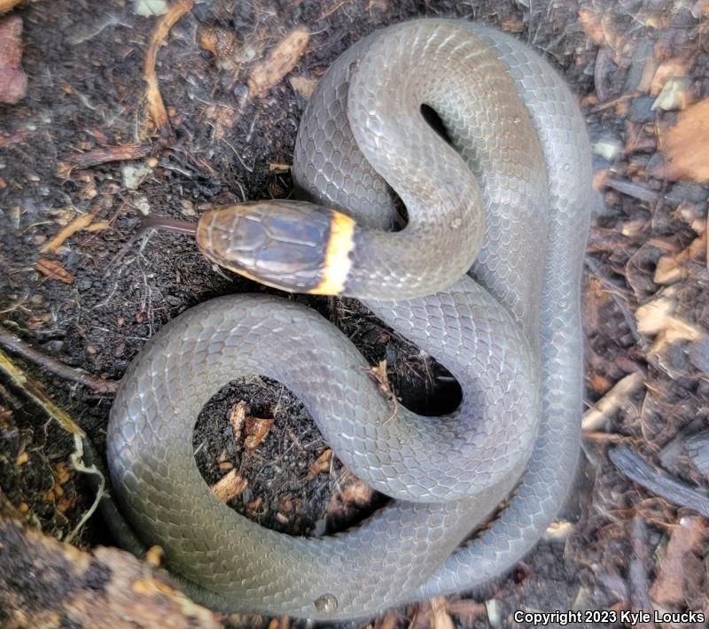 Northern Ring-necked Snake (Diadophis punctatus edwardsii)