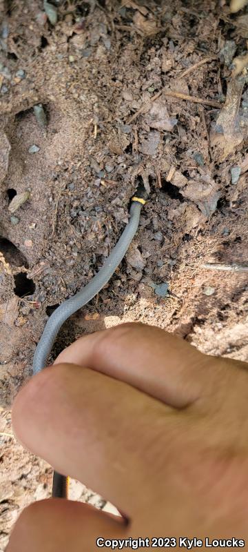 Northern Ring-necked Snake (Diadophis punctatus edwardsii)