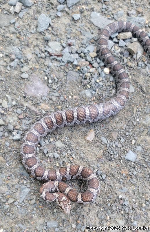 Eastern Milksnake (Lampropeltis triangulum triangulum)