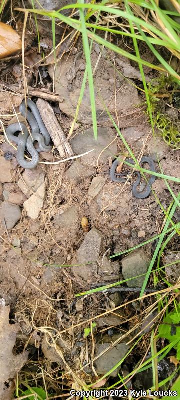 Northern Ring-necked Snake (Diadophis punctatus edwardsii)