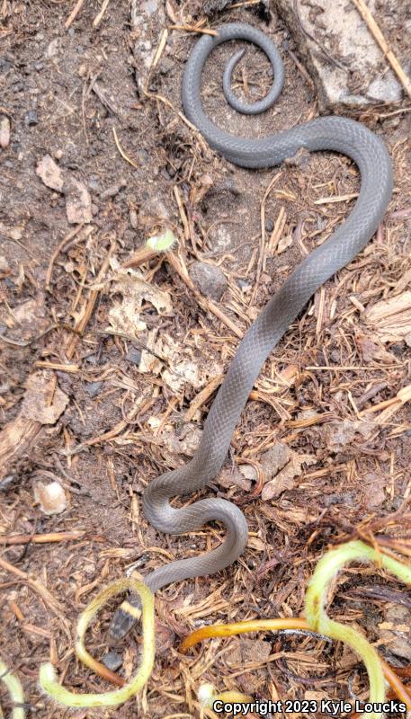 Northern Ring-necked Snake (Diadophis punctatus edwardsii)