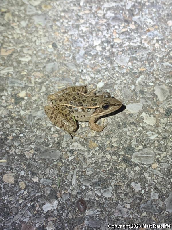 Southern Leopard Frog (Lithobates sphenocephalus)