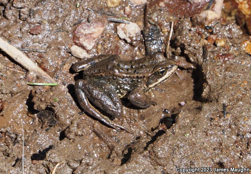 Cascades Frog (Rana cascadae)