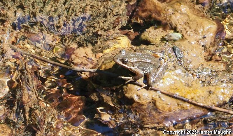 Cascades Frog (Rana cascadae)