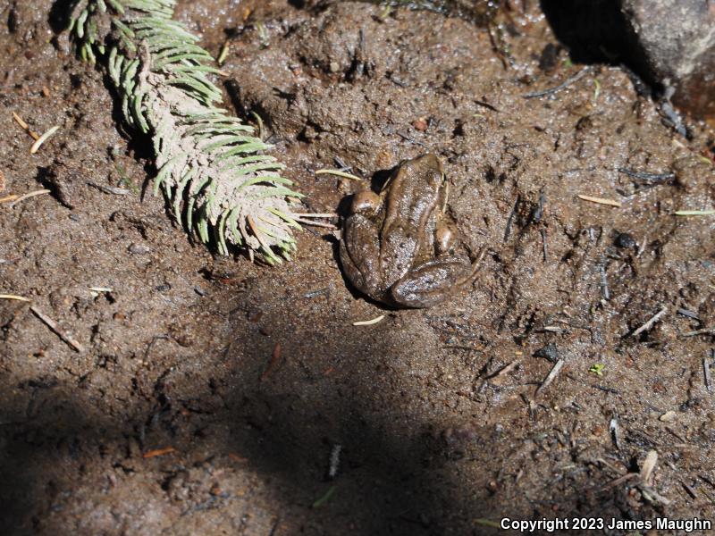 Cascades Frog (Rana cascadae)