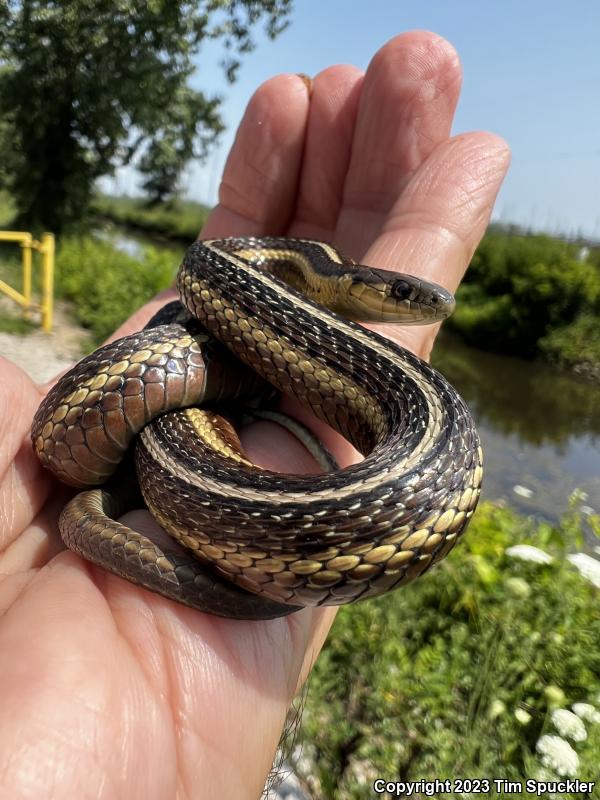 Butler's Gartersnake (Thamnophis butleri)