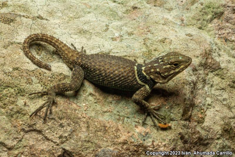 Buller's Spiny Lizard (Sceloporus bulleri)