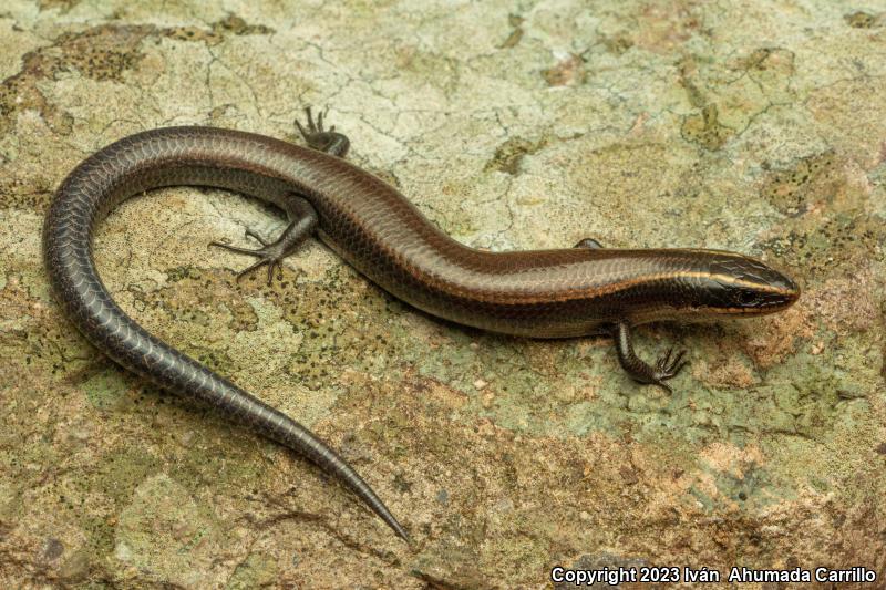 Mexican Shortnose Skink (Plestiodon brevirostris indubitus)