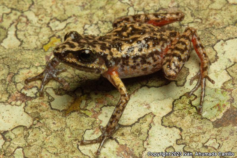 Rainfrogs (Eleutherodactylus)