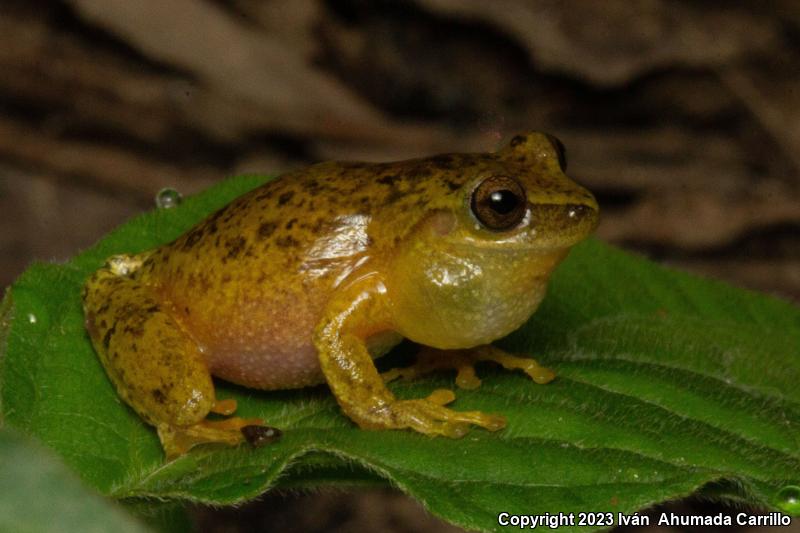 Emerald Treefrog (Exerodonta smaragdina)