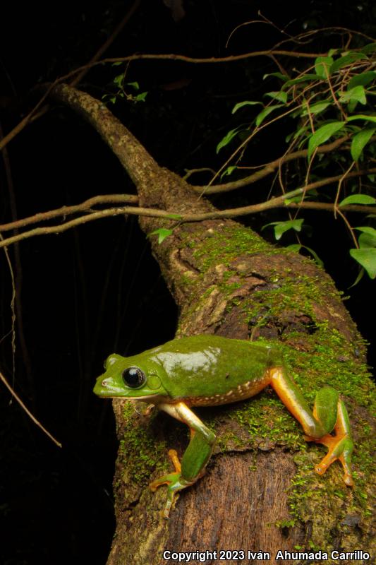 Mexican Leaf Frog (Pachymedusa dacnicolor)