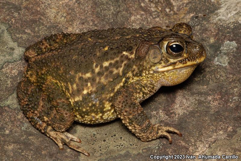 Sinaloa Toad (Ollotis mazatlanensis)