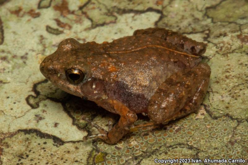 Smith's Pygmy Tropical Frog (Craugastor hobartsmithi)