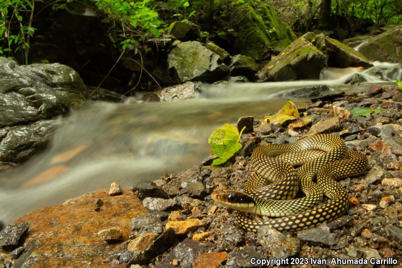 Central American Speckled Racer (Drymobius margaritiferus fistulosus)