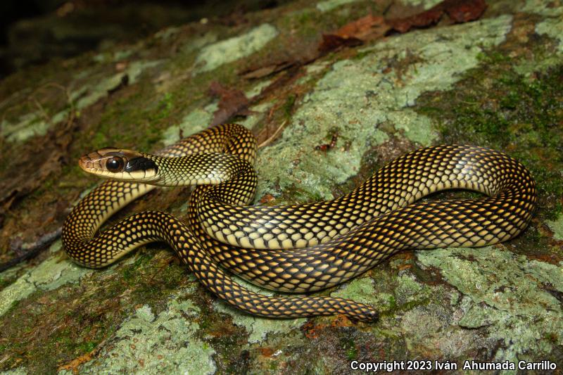 Central American Speckled Racer (Drymobius margaritiferus fistulosus)